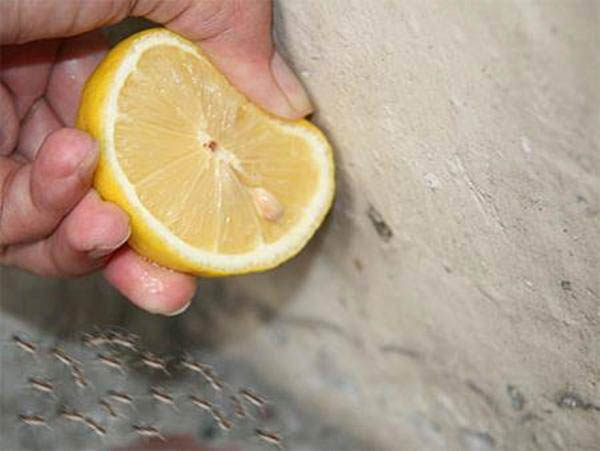 Chanh chứa axit citric giúp loại bỏ một số vết bẩn cứng đầu