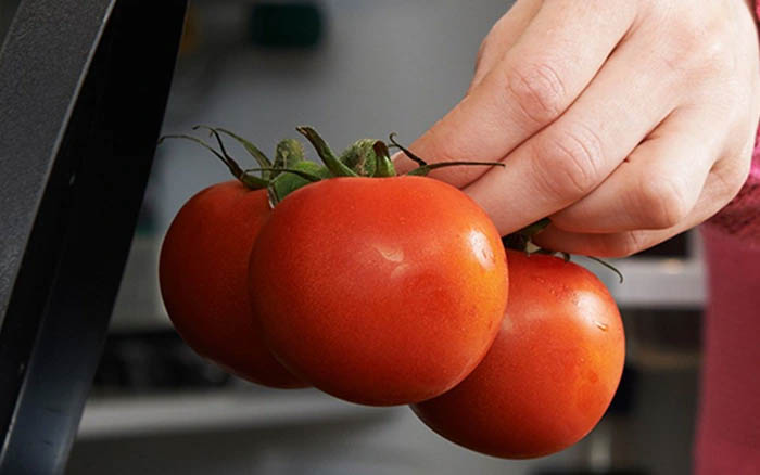 Cà chua là loại thực phẩm nhạy cảm với không khí lạnh