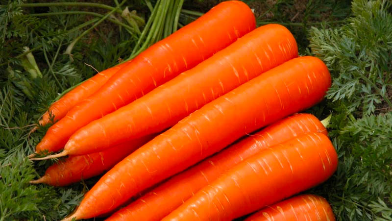 Làm sao để chọn và bảo quản cà rốt tươi ngon?