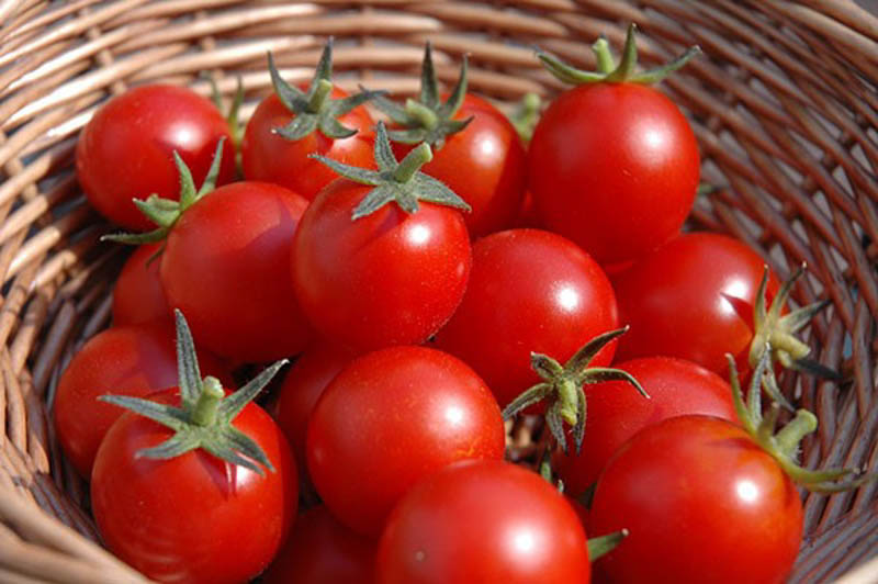 Những quả cà chua ngon đều có vỏ màu đỏ tươi, màu sắc đồng đều, mọng nước 